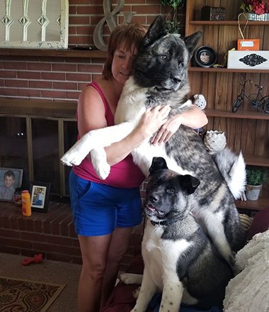 Akita Puppies for Sale in Florida